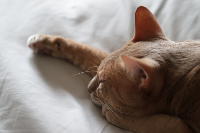 【獣医師監修】猫の尿毒症とは?原因から症状、治療法、予防まで解説-サムネイル画像